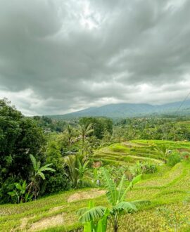 ジャティルイのライステラス