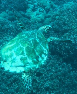 シュノークリング